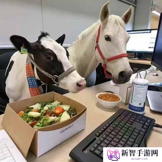 本站